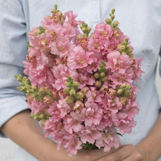 Lejongap ´Madame Butterfly Pink´ F1