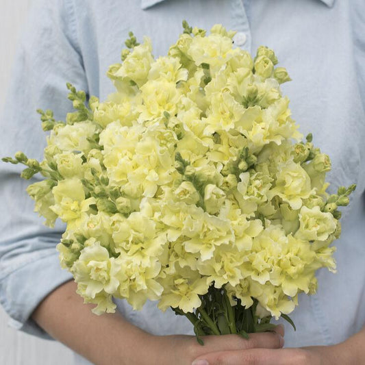 Lejongap ´Madame Butterfly Yellow´ F1