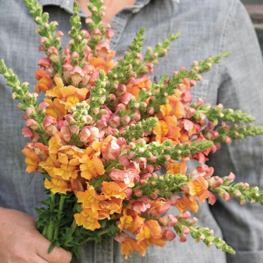 Lejongap ´Opus Early Bronze´ F1