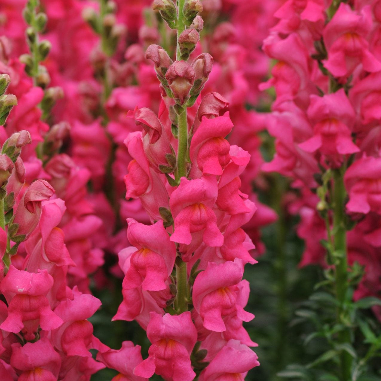 Lejongap ´Potomac Cherry Rose´