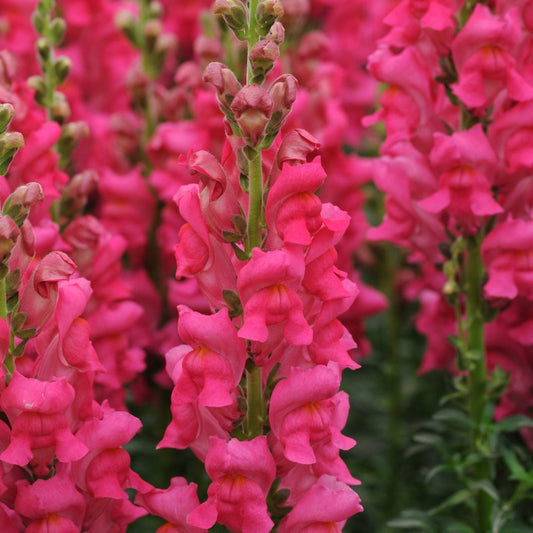 Lejongap ´Potomac Cherry Rose´