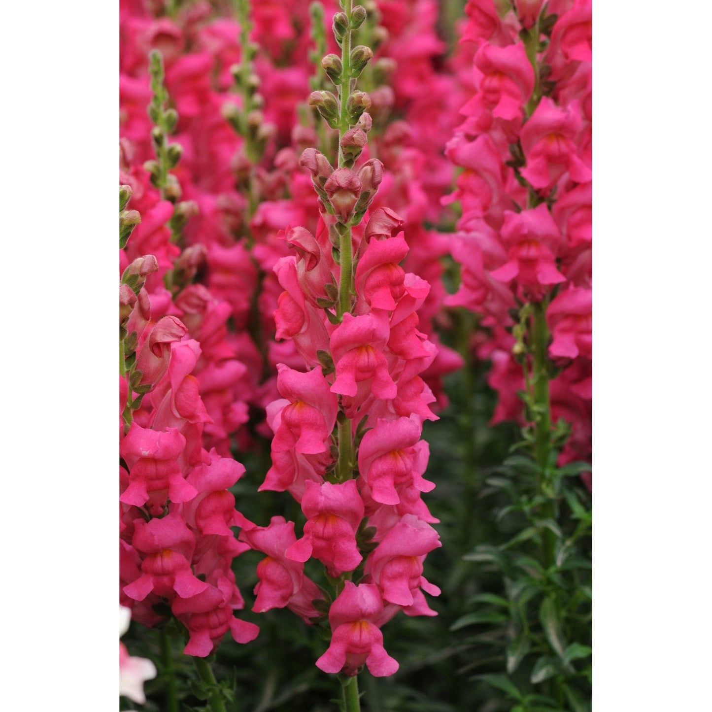 Lejongap ´Potomac Cherry Rose´