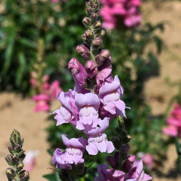 Lejongap ´Potomac Lavender´ F1