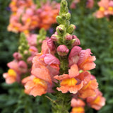 Lejongap ´Potomac Orange´