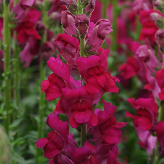 Lejongap ´Potomac Royal´