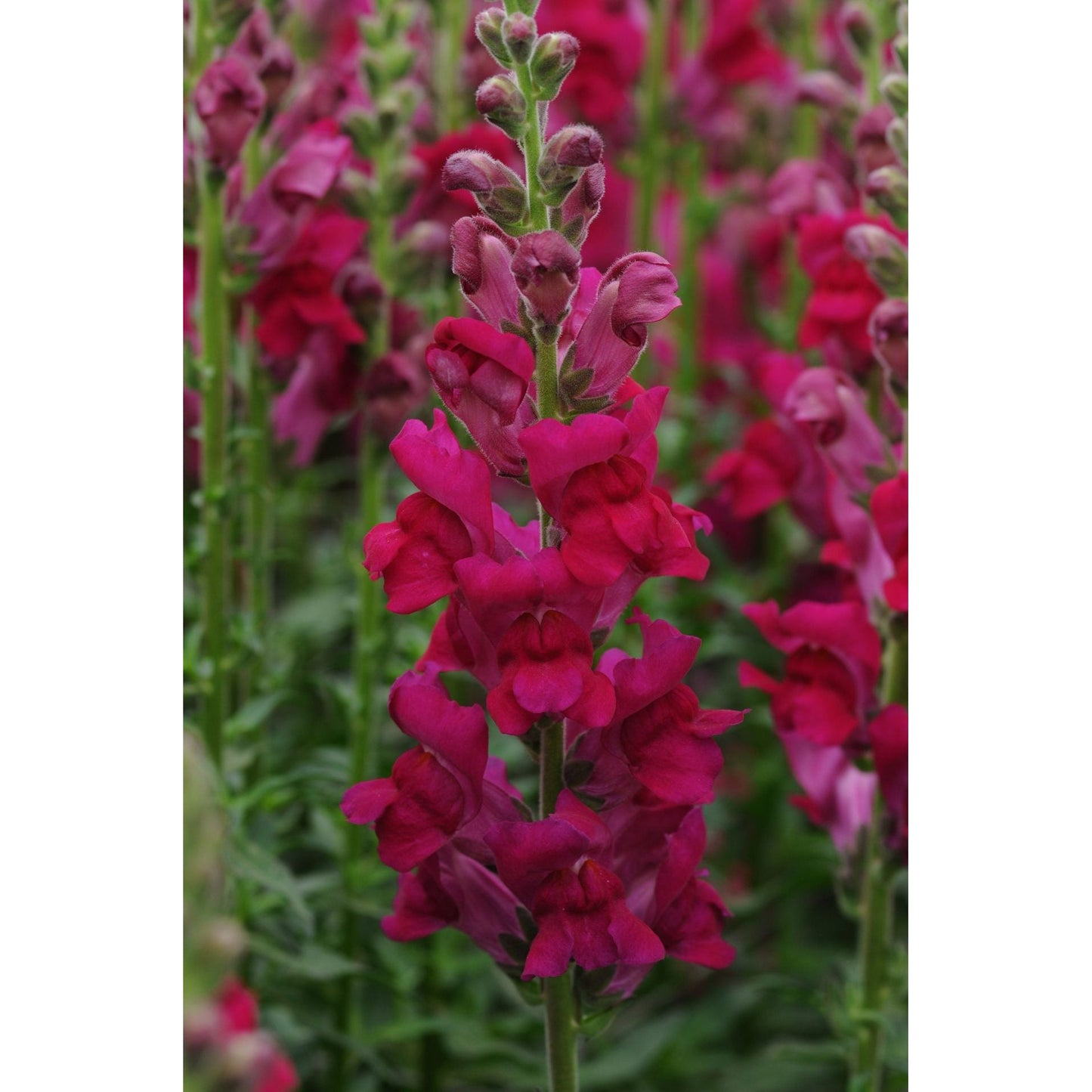 Lejongap ´Potomac Royal´