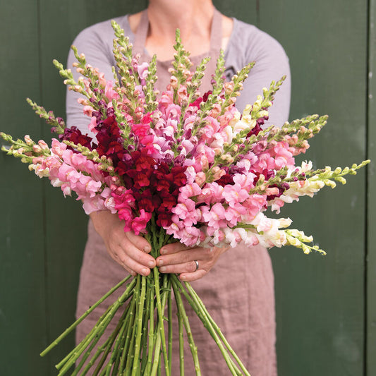 Lejongap ´Potomac Summer Berry Blend´ F1