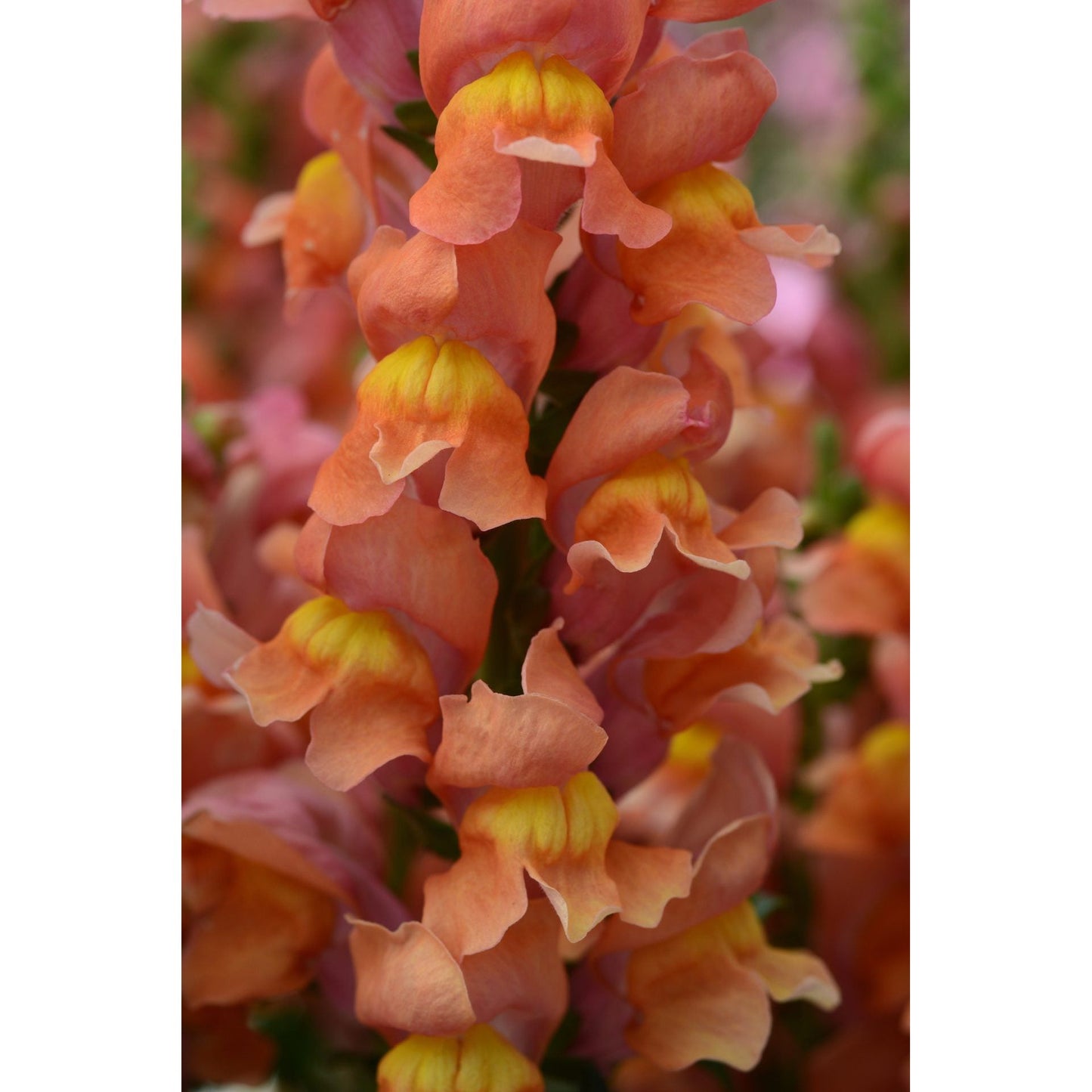 Lejongap ´Rocket Bronze´ F1