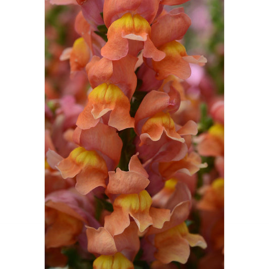 Lejongap ´Rocket Bronze´ F1