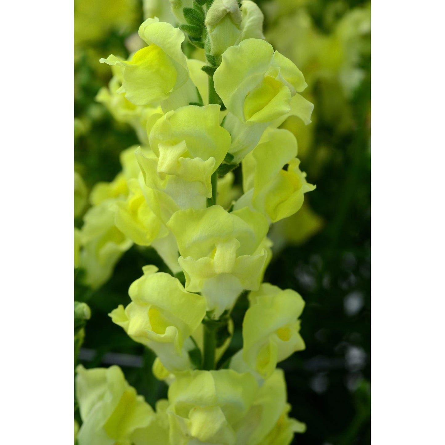 Lejongap ´Rocket Golden´ F1