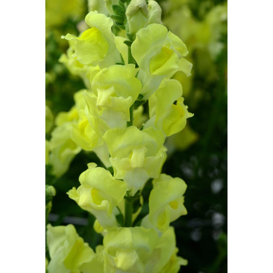 Lejongap ´Rocket Golden´ F1