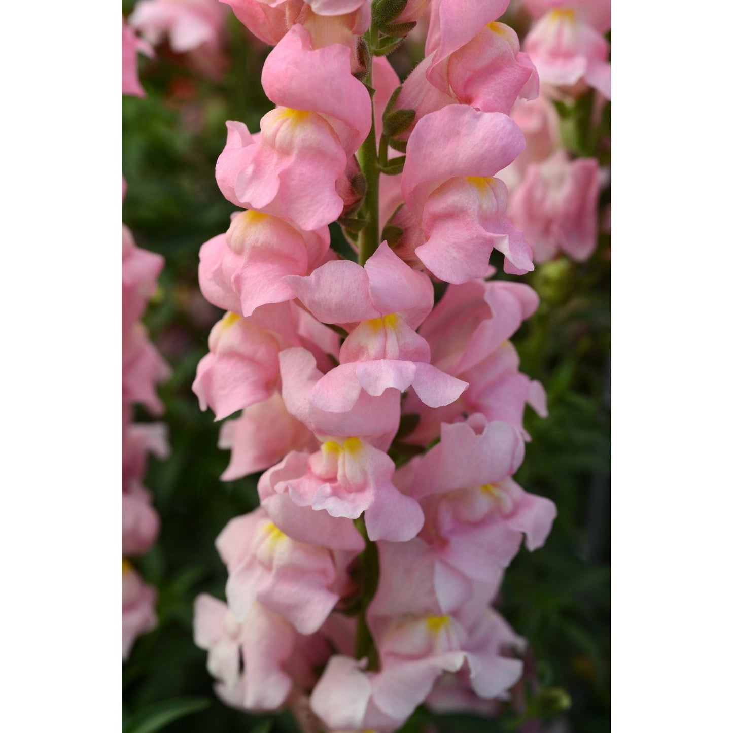 Lejongap ´Rocket Pink´ F1