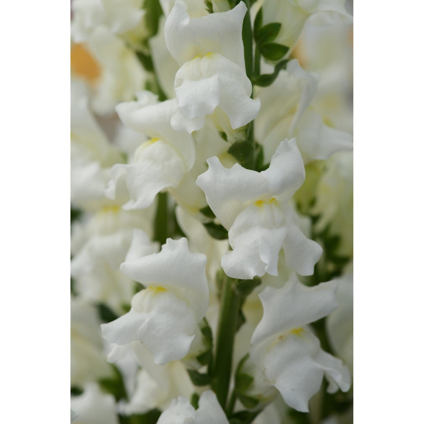 Lejongap ´Rocket White´ F1