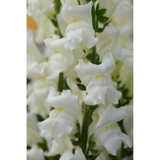 Lejongap ´Rocket White´ F1