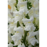 Lejongap ´Rocket White´ F1