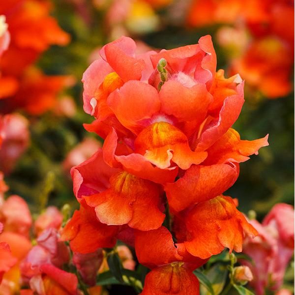 Lejongap ´Snappy Orange´ F1