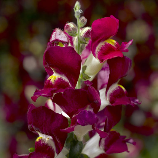 Lejongap ´Snaptini Burgundy Bicolor´ F1