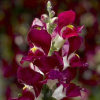 Lejongap ´Snaptini Burgundy Bicolor´ F1