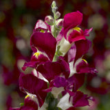 Lejongap ´Snaptini Burgundy Bicolor´ F1