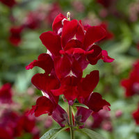 Lejongap ´Snaptini Red´ F1