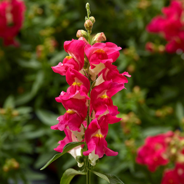 Lejongap ´Snaptini Rose Bicolor´ F1