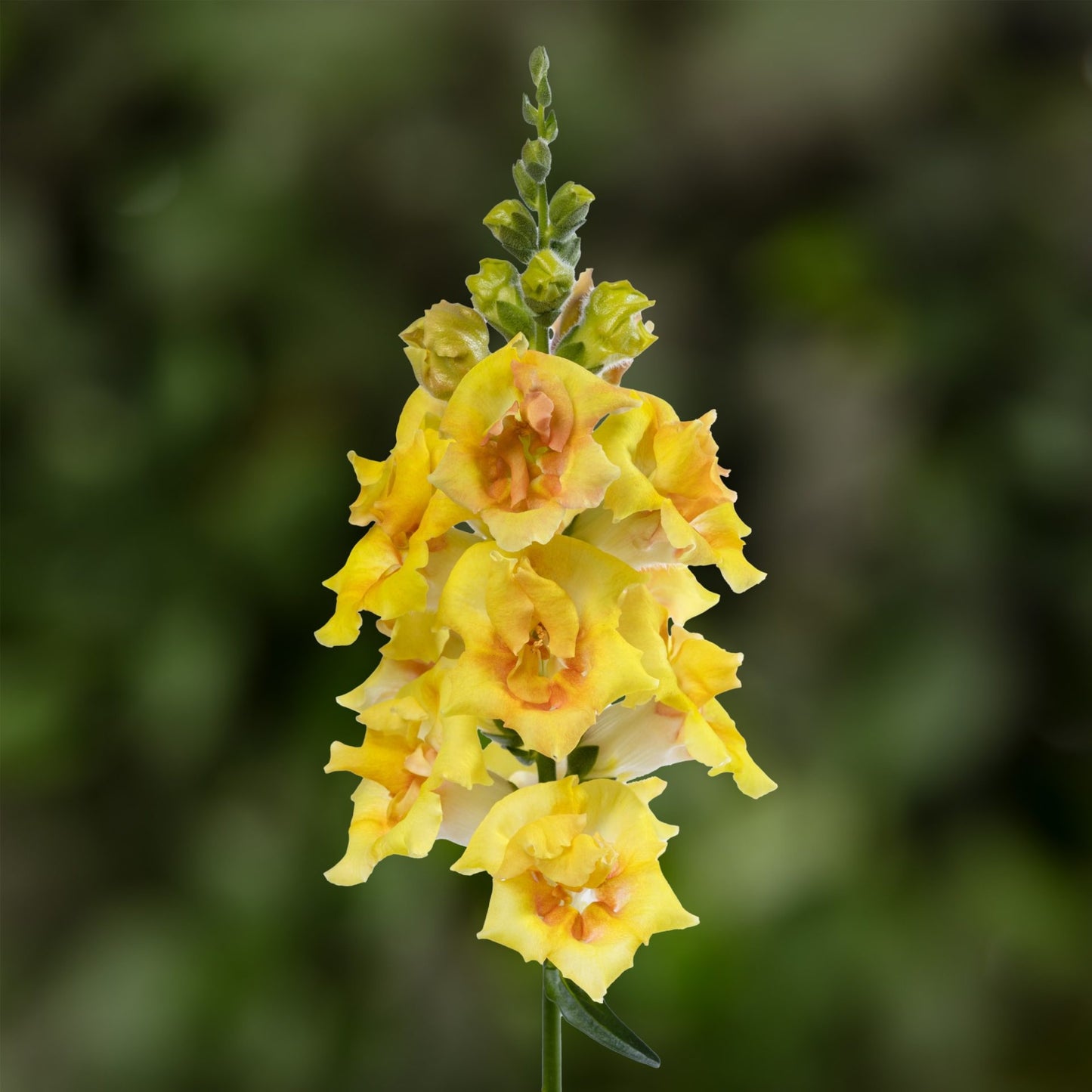 Lejongap ´Sweet Duet Citrus´ F1