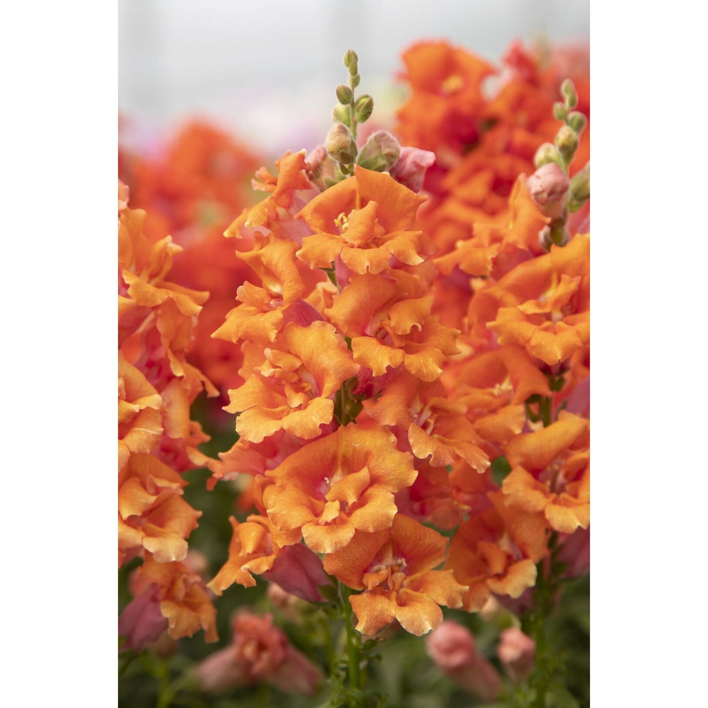 Lejongap ´Sweet Duet Peach´ F1