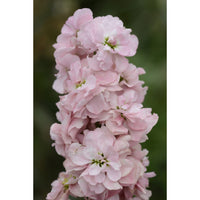 Lövkoja ´Column Appleblossom´