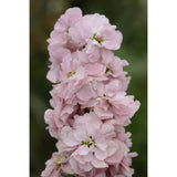 Lövkoja ´Column Appleblossom´