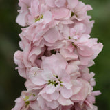 Lövkoja ´Column Appleblossom´
