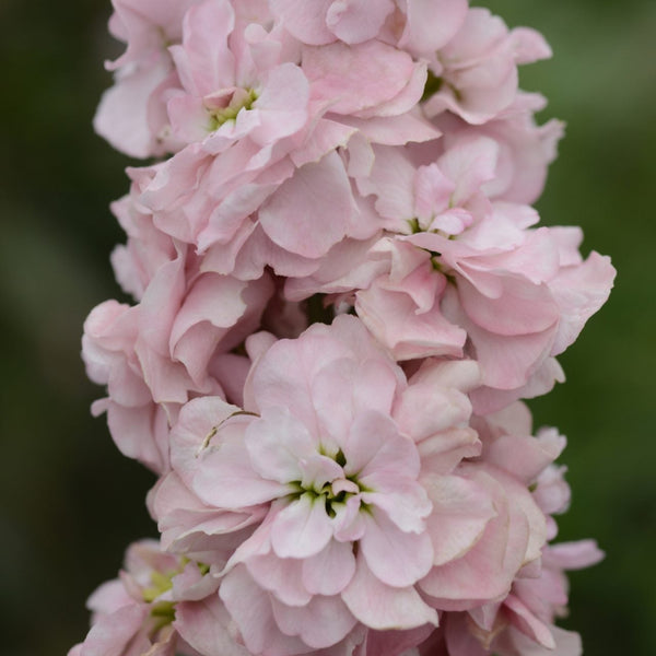 Lövkoja ´Column Appleblossom´