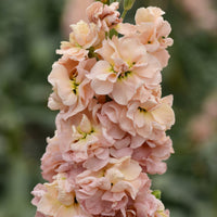 Lövkoja ´Column Apricot´
