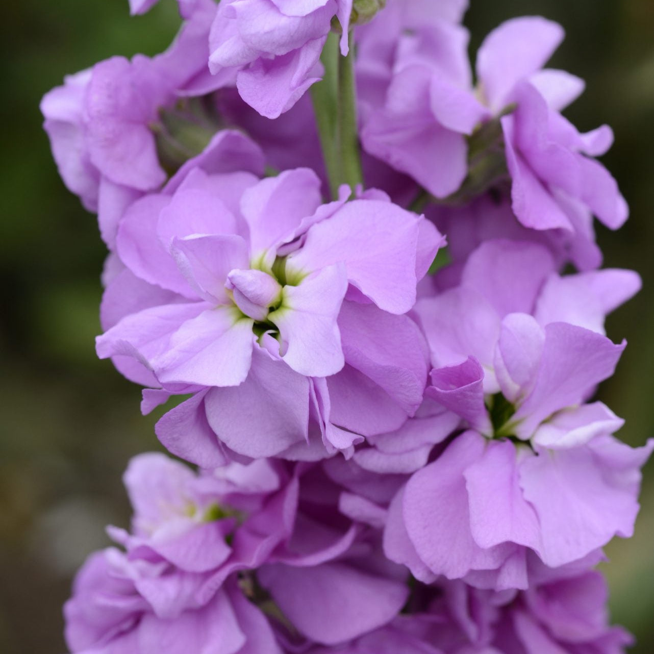 Lövkoja ´Column Lilac Lavender´