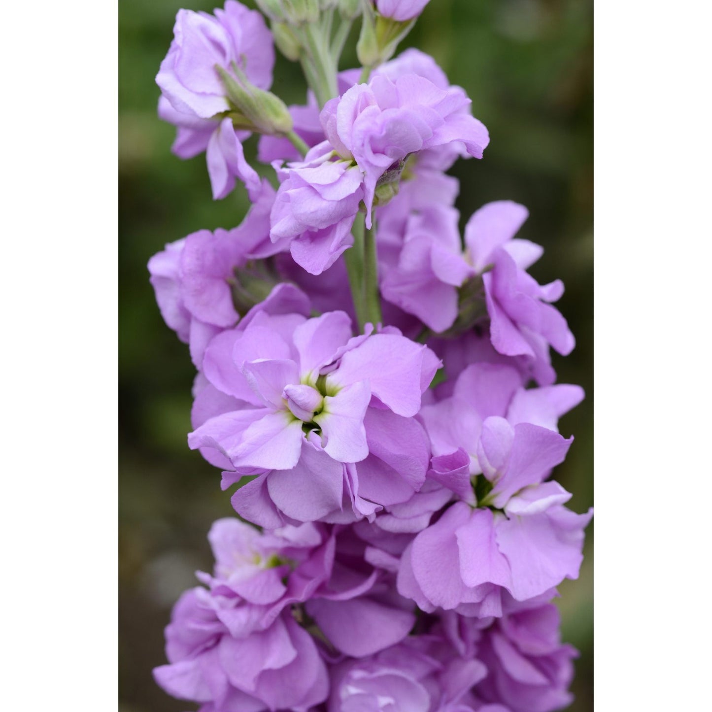 Lövkoja ´Column Lilac Lavender´