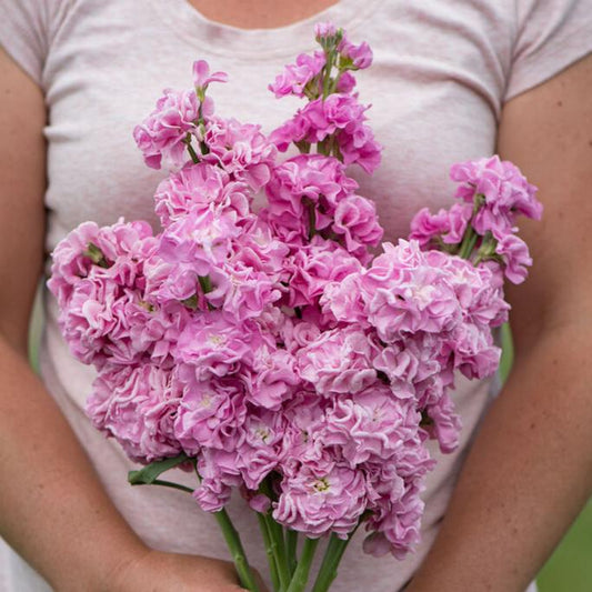 Lövkoja ´Iron Pink´