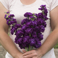 Lövkoja ´Iron Purple´