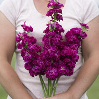 Lövkoja ´Iron Rose´