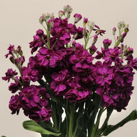 Lövkoja ´Katz Purple´