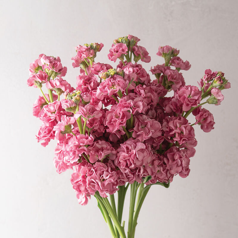 Lövkoja ´Stox Rose Pink´