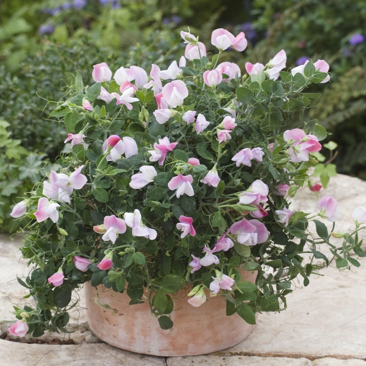 Luktärt, Dvärg ´Cupid Pink´