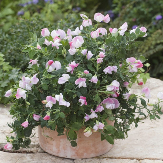 Luktärt, Dvärg ´Cupid Pink´