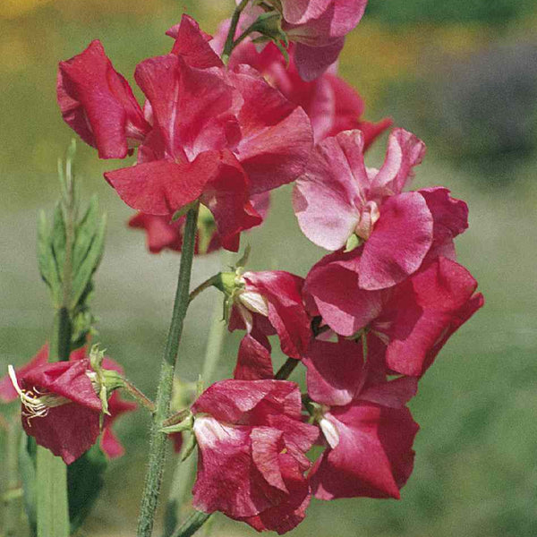 Luktärt ´Elegance Deep Rose´