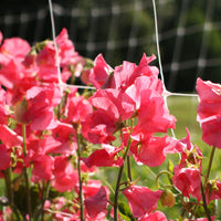 Luktärt ´Elegance Watermelon´