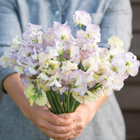 Luktärt ´High Scent´