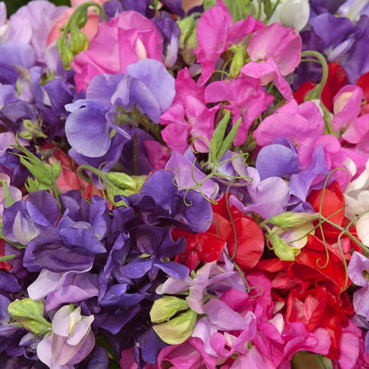 Luktärt ´King Size Coronation Mix´