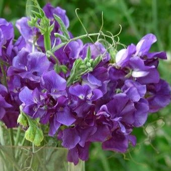 Luktärt ´King Size Navy Blue´