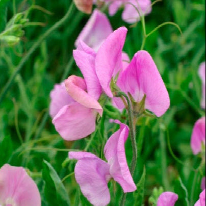 Luktärt ´Mammoth Lavender´
