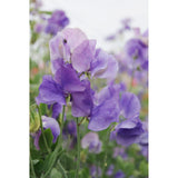 Luktärt ´Mammoth Mid Blue´