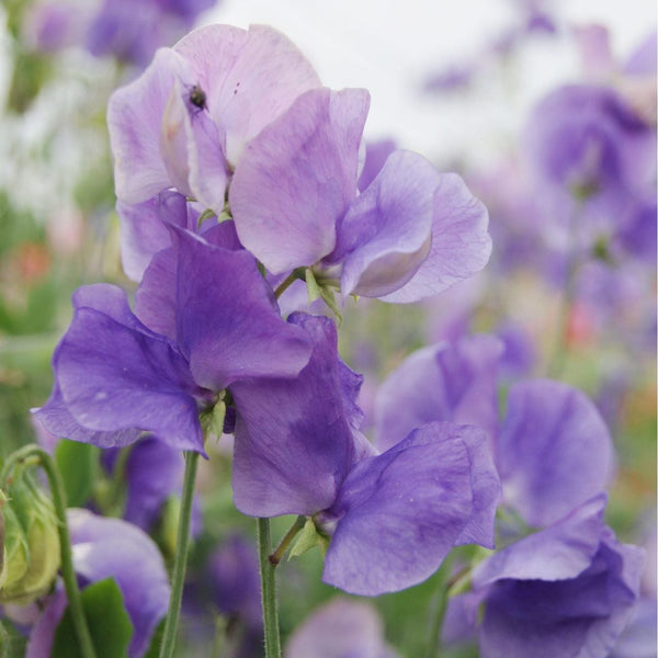 Luktärt ´Mammoth Mid Blue´