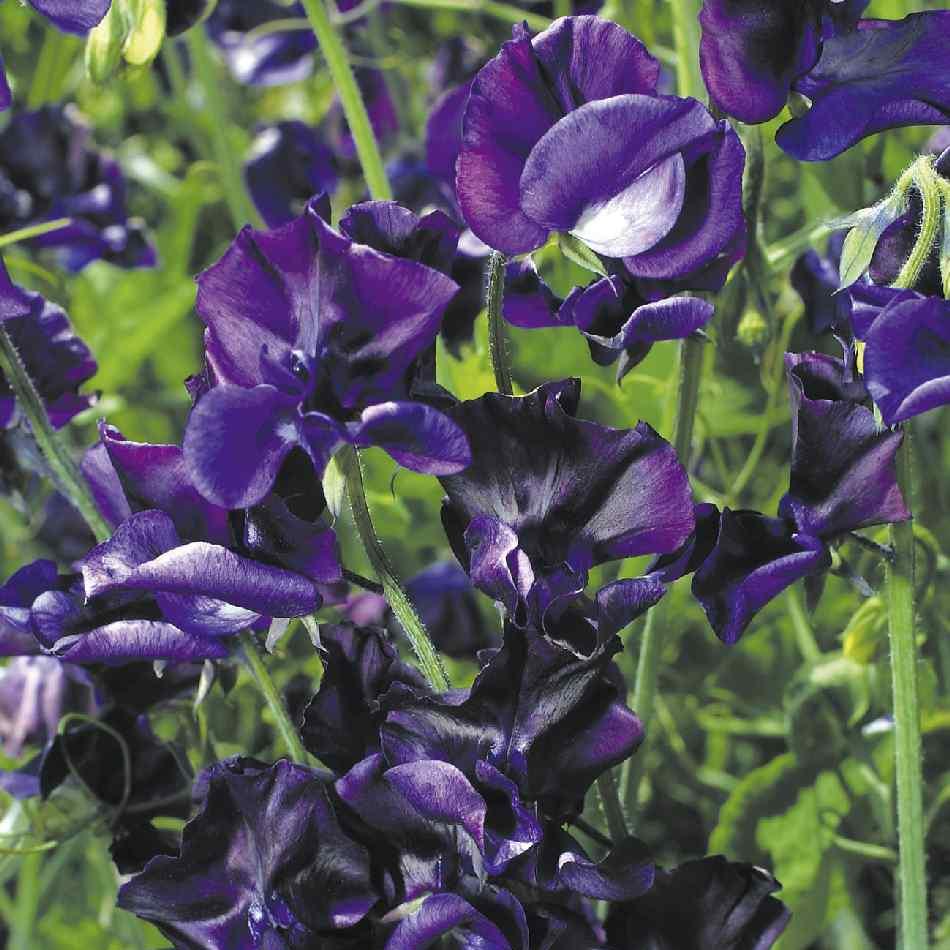 Luktärt ´Mammoth Navy Blue´